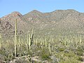 Kaktusi Saguaro