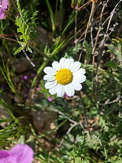 Anthemis melampodina
