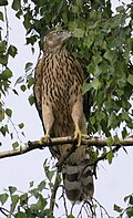 slika 1. Accipiter gentilis