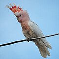 Cacatua leadbeateri