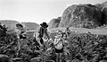 Tobacco Harvesting, Valle de Viñales, Kuba (2002.)