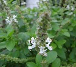 Ocimum gratissimum