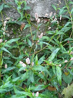 Persicaria maculosa
