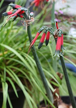 Phaedranassa tunguraguae