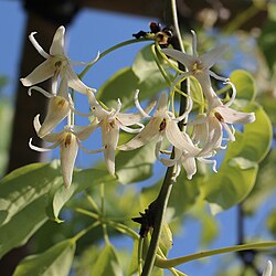 Stauntonia hexaphylla