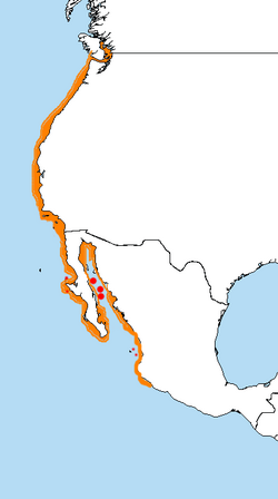 Rasprostranjenost Larus heermanni