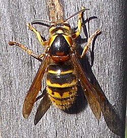 Dolichovespula media