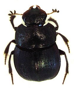 Saphobius edwardsi