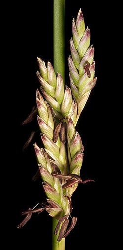 Spartochloa scirpoidea