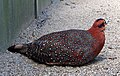 slika 4. Tragopan blythii