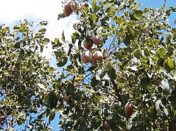 Xylomelum occidentale