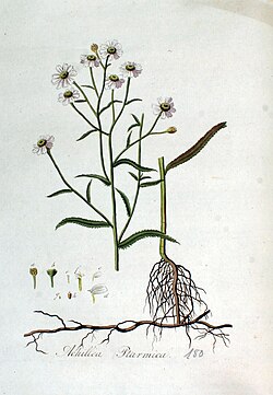 Achillea ptarmica