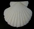 Annachlamys flabellata