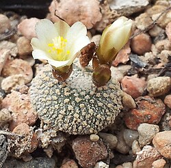 Blossfeldia liliputana