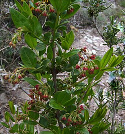 C. myrtifolia, Katalonija