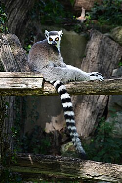 Prstenastorepi lemur (Lemur catta)