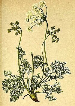 M. purpurea, ilustracija