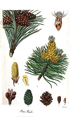 P. mugo, ilustracija
