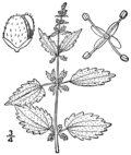 Urtica chamaedryoides