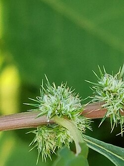 A. tuberculatus,