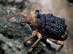 Aades cultratus, oko 10 mm dug, Brisbane, Queensland, Australija.
