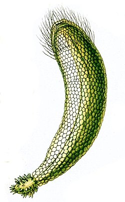 Neomeris annulata