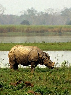 Nacionalni park Kaziranga
