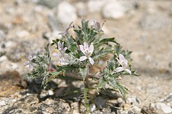 L. schottii
