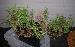 Centipeda cunninghamii