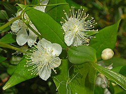 Myrtus communis
