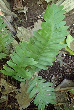 Polypodium guttatum