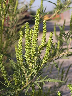 Ambrosia artemisiifolia