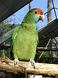 slika 10. Amazona rhodocorytha