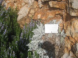 Dubrovačka zečina na Poučnoj stazi Konavoske stijene