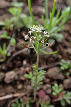 Kamenjarska grančika
