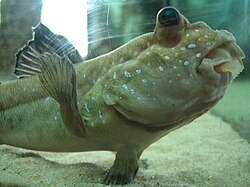 Periophthalmus Cosmocaixa