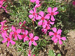 Phlox subulata