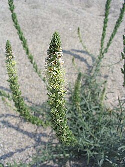 Bijela rezeda ili bijeli katanac