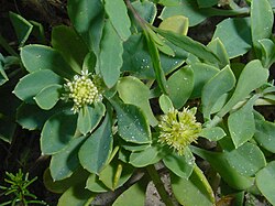 Acicarpha spathulata