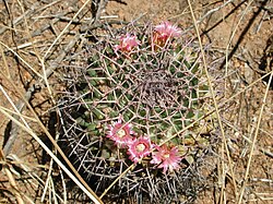 Mammillaria carnea