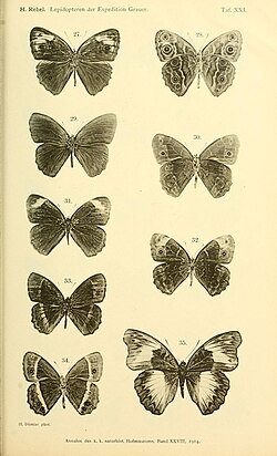 Mužjak Bicyclus albocincta je na slikama 33 (gornja strana) i 34 (donja)