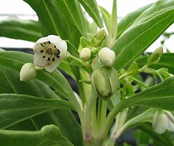 Alsinidendron obovatum (sin. Schiedea obovata)