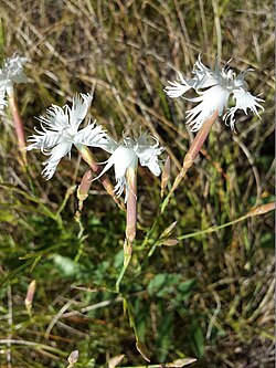 Dianthus serotinus