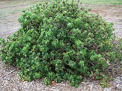 Hibiscus brackenridgei subsp. molokaiana pripada porodici sljezovki