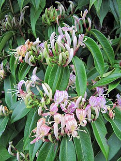 Lonicera acuminata, sin. Lonicera alseuosmoides