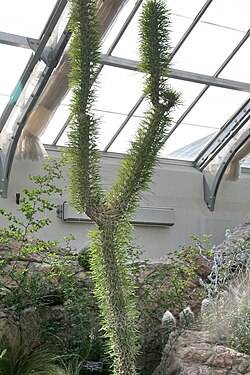 Didierea madagascariensis