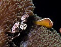 Amphiprion akallopisos