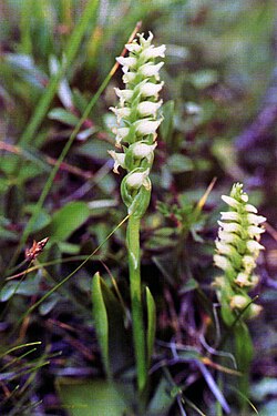 Spiranthes romanzoffiana