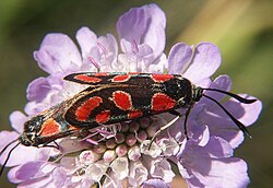 Kranjska ivanjska ptičica (Zygaena carniolica)