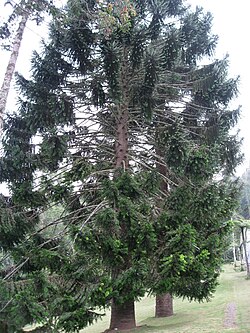 Araucaria bidwillii